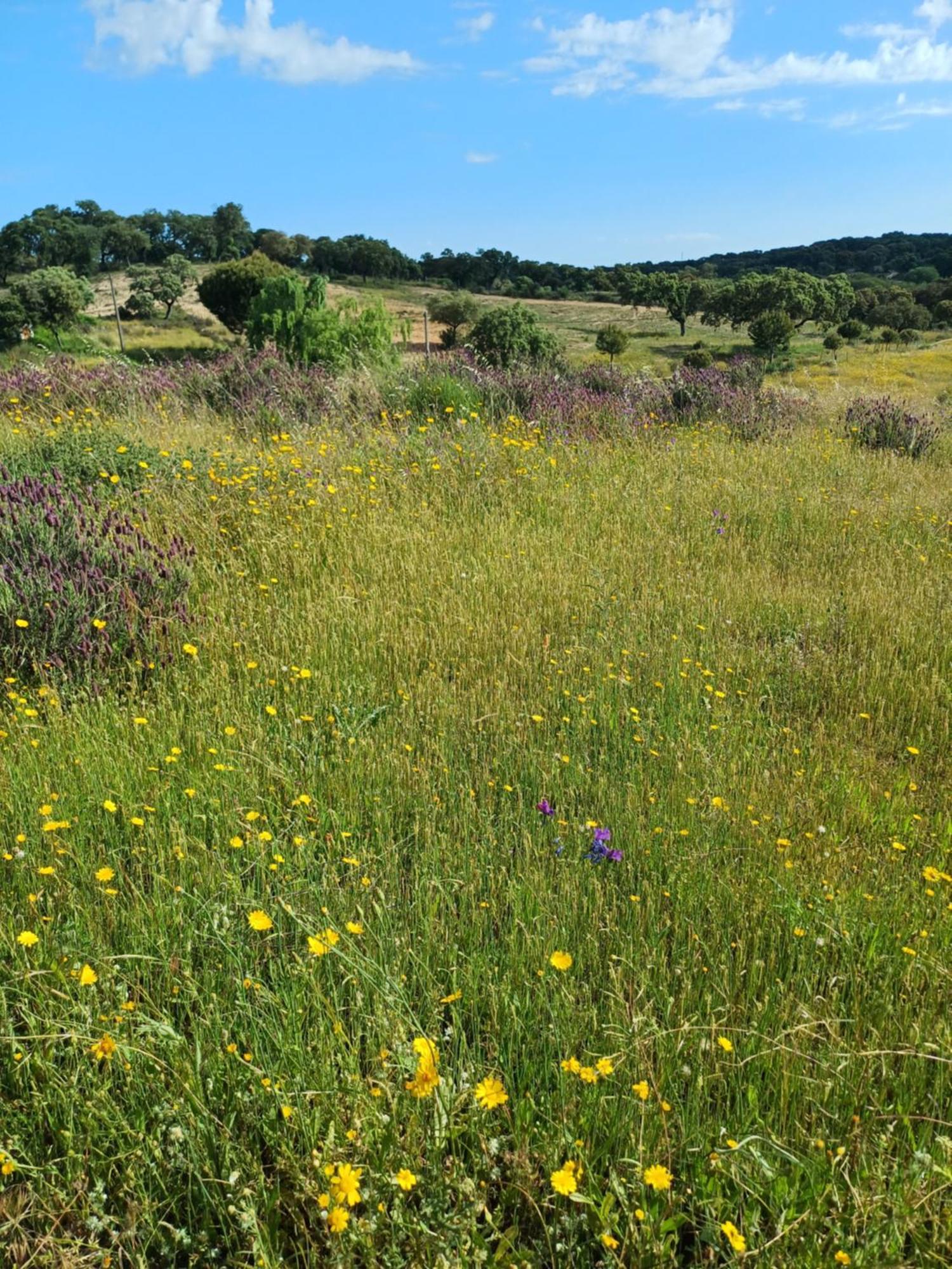 Penzion Monte Da Fonte Santa De Sao Luis Castelo Branco  Pokoj fotografie